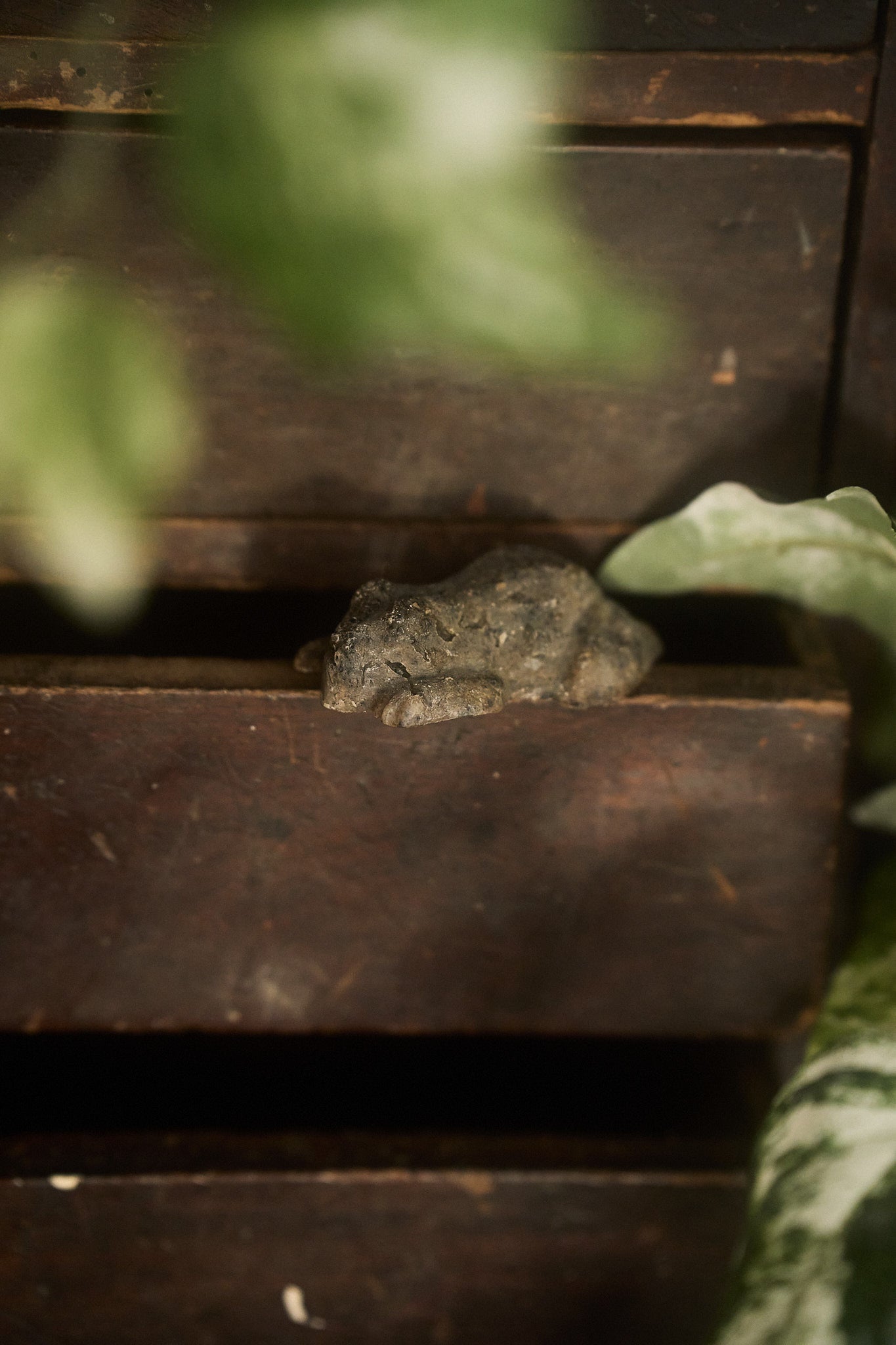 Frog Shower Bar Samples – Uplifting Rituals in Miniature Form